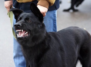Джинны могут принимать облик черной собаки