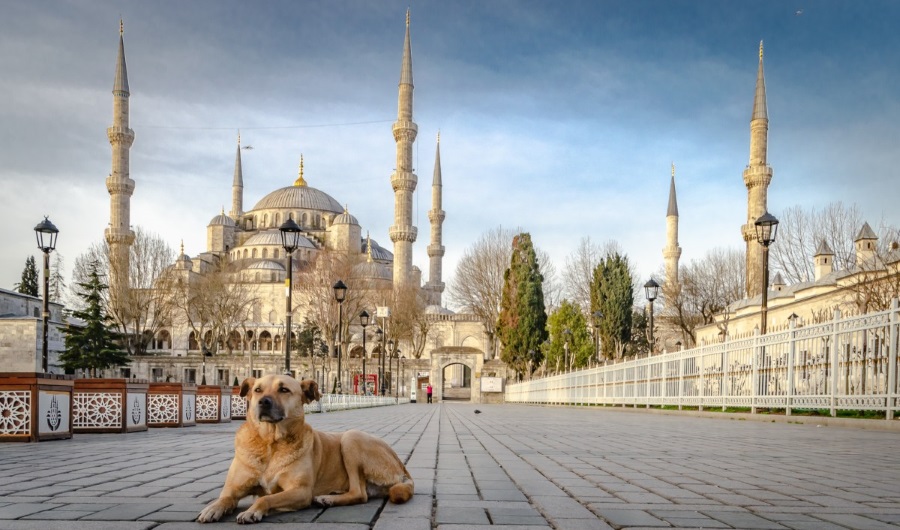 Собака в Исламе