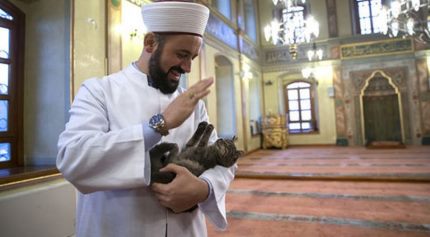 мусульмане и кошки